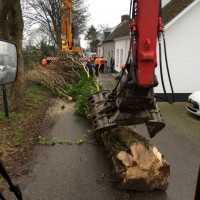 Bomen zagen