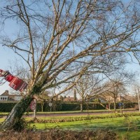 Bomen zagen